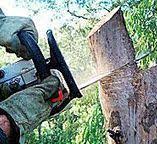 How Our Tree Care Process Works  in  Lake Holiday, IL